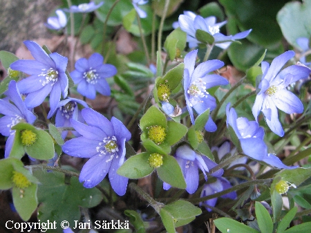 Hepatica nobilis